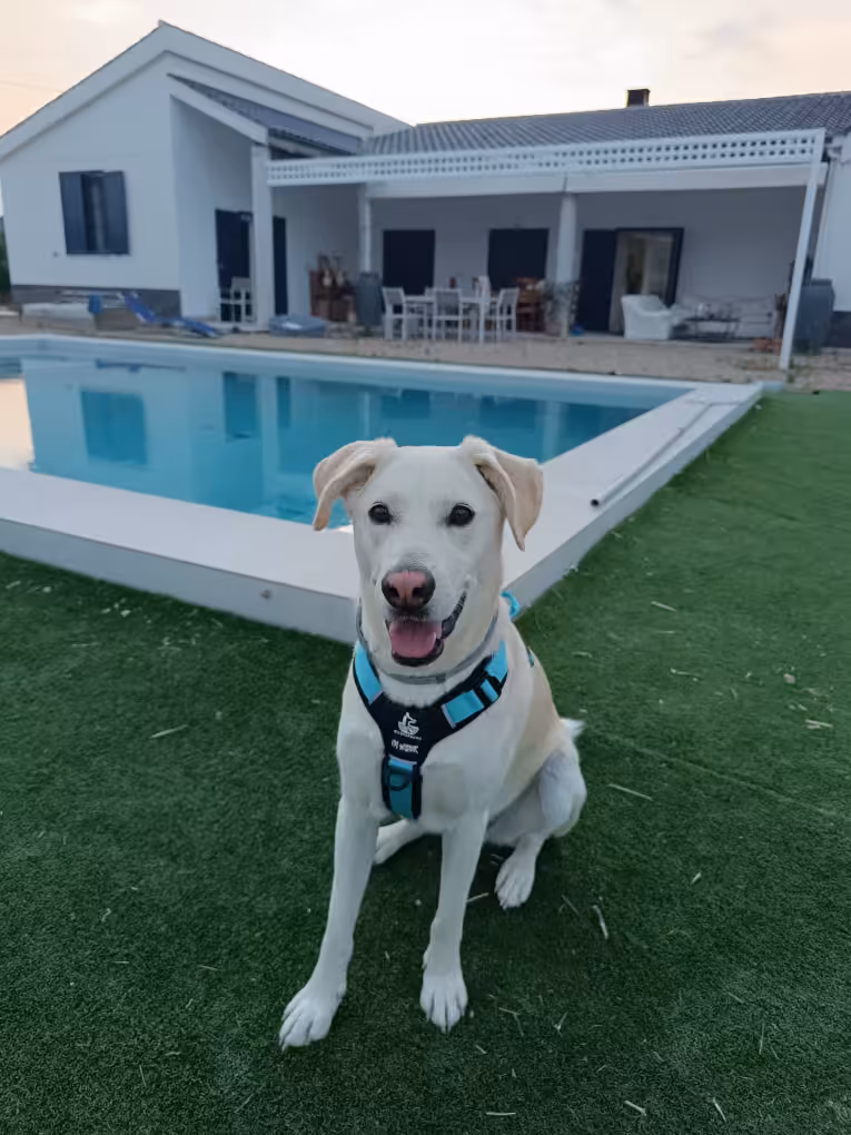 Perro con la boca abierta mirando a la cámara