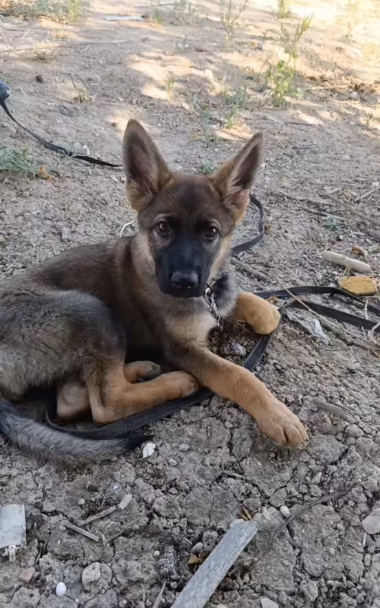 Cachorro tumbado y relajado mirando a la cámara