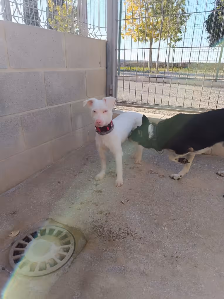 Un perro oliendo a otro perro